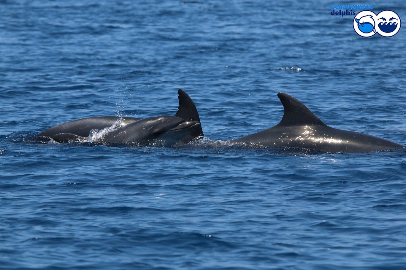 delfini2