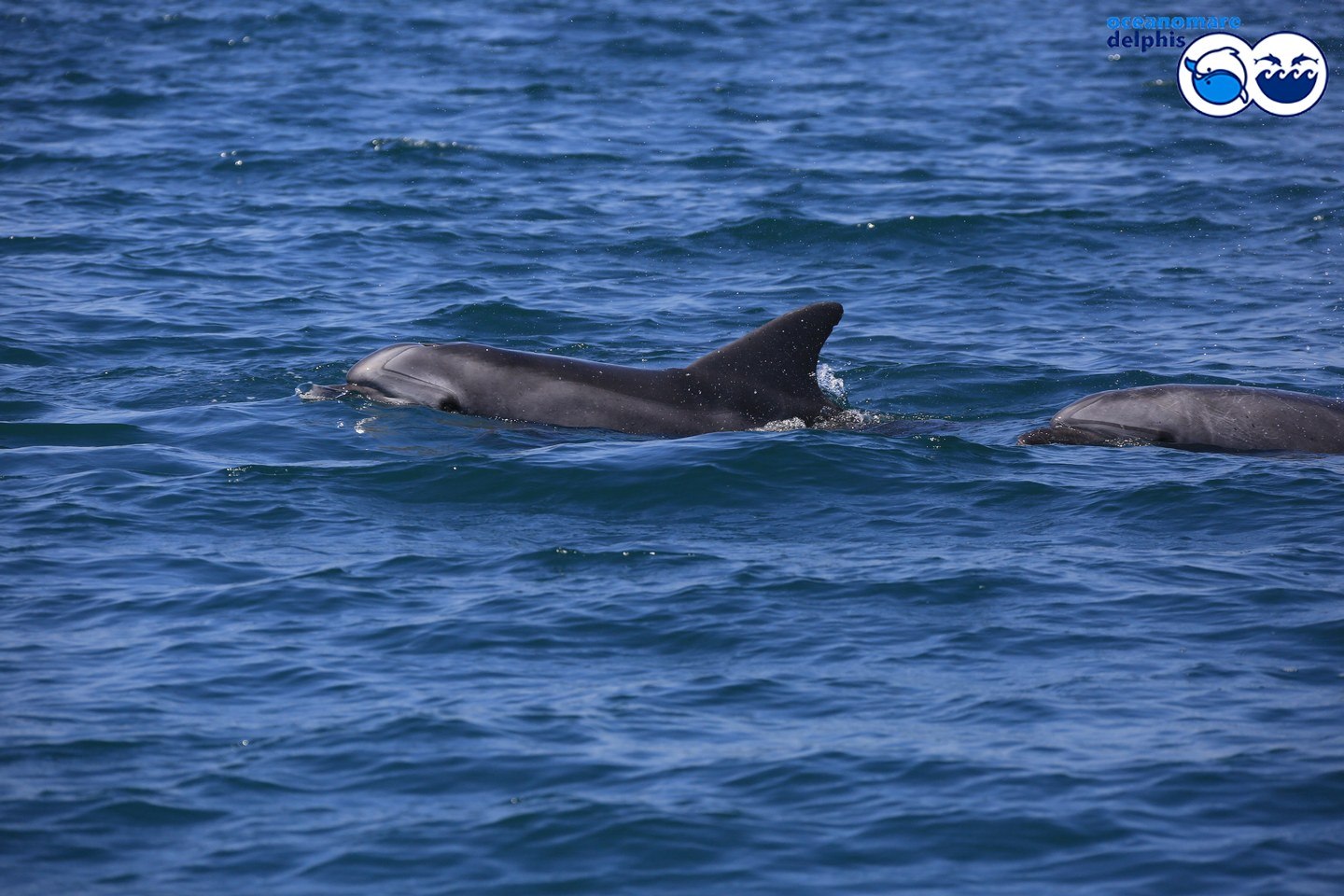 delfini3